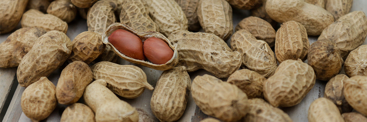 1500x500_Ernährung Fette